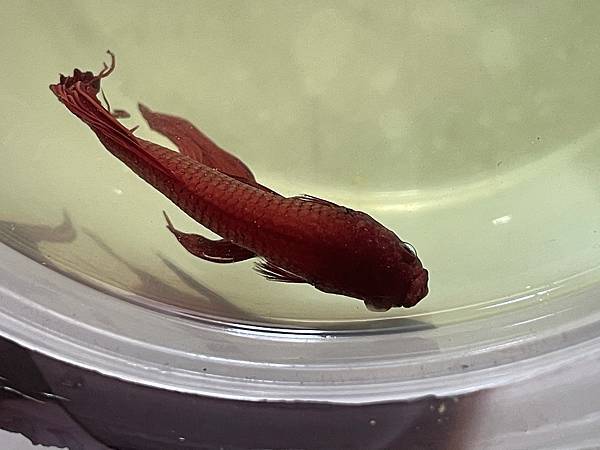 IMG_0001.jpeg IMG_0001.jpeg