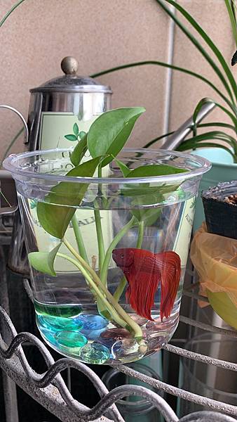 IMG_3108.jpeg IMG_3108.jpeg