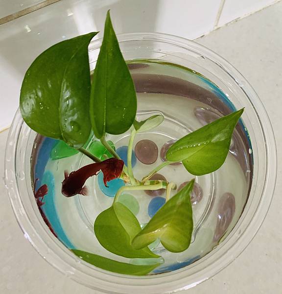 IMG_3104.jpeg IMG_3104.jpeg