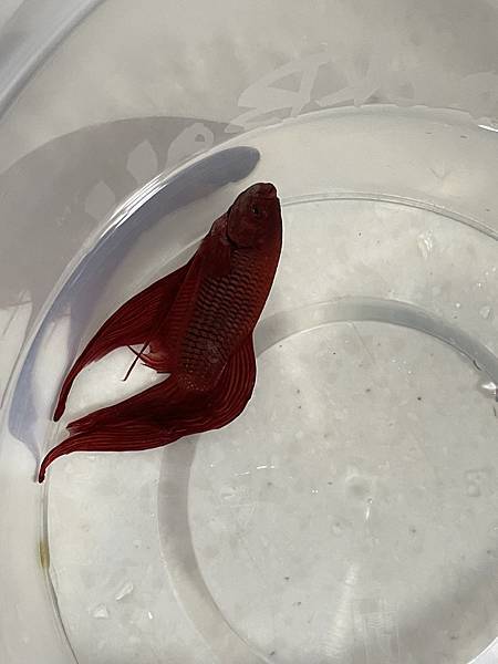 81D705C6-2497-4362-9BFE-5E41E3674227.jpg 81D705C6-2497-4362-9BFE-5E41E3674227.jpg