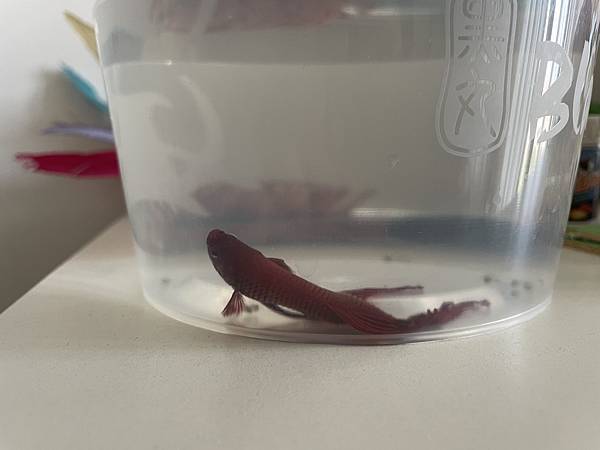 556F3E5C-99B7-492E-8D9E-B2050B9E1EAF.jpg 556F3E5C-99B7-492E-8D9E-B2050B9E1EAF.jpg