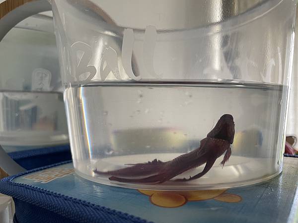 A7DEA76E-1A1A-4E6C-983E-AE651CC98A1B.jpg A7DEA76E-1A1A-4E6C-983E-AE651CC98A1B.jpg