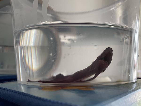 EACEDC97-6B10-40C8-8991-7C9DC4721A40.jpg EACEDC97-6B10-40C8-8991-7C9DC4721A40.jpg