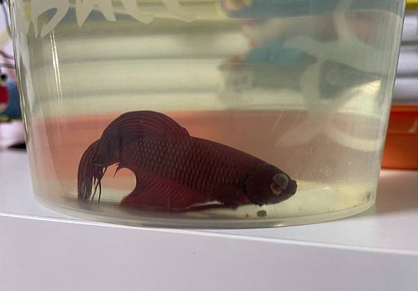 S__35020839.jpg S__35020839.jpg