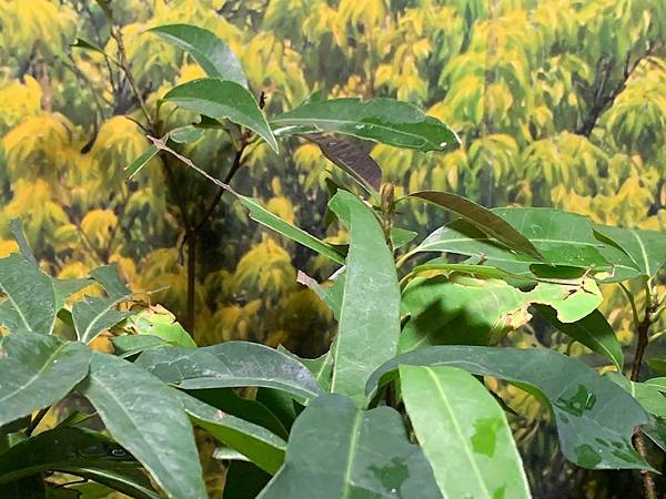 69716619_632957597193761_4623914700852166656_n.jpeg 69716619_632957597193761_4623914700852166656_n.jpeg