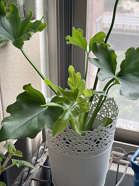 IMG_7632.jpg IMG_7632.jpg