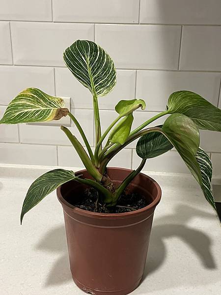 IMG_7679.jpg IMG_7679.jpg