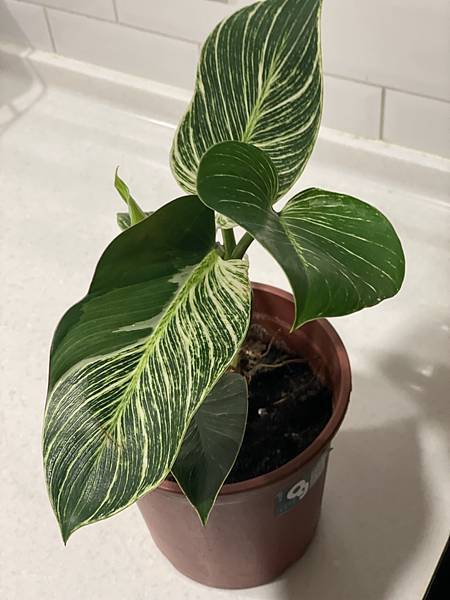 IMG_7681.jpg IMG_7681.jpg