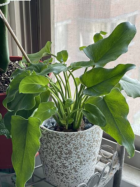 IMG_7701.jpg IMG_7701.jpg