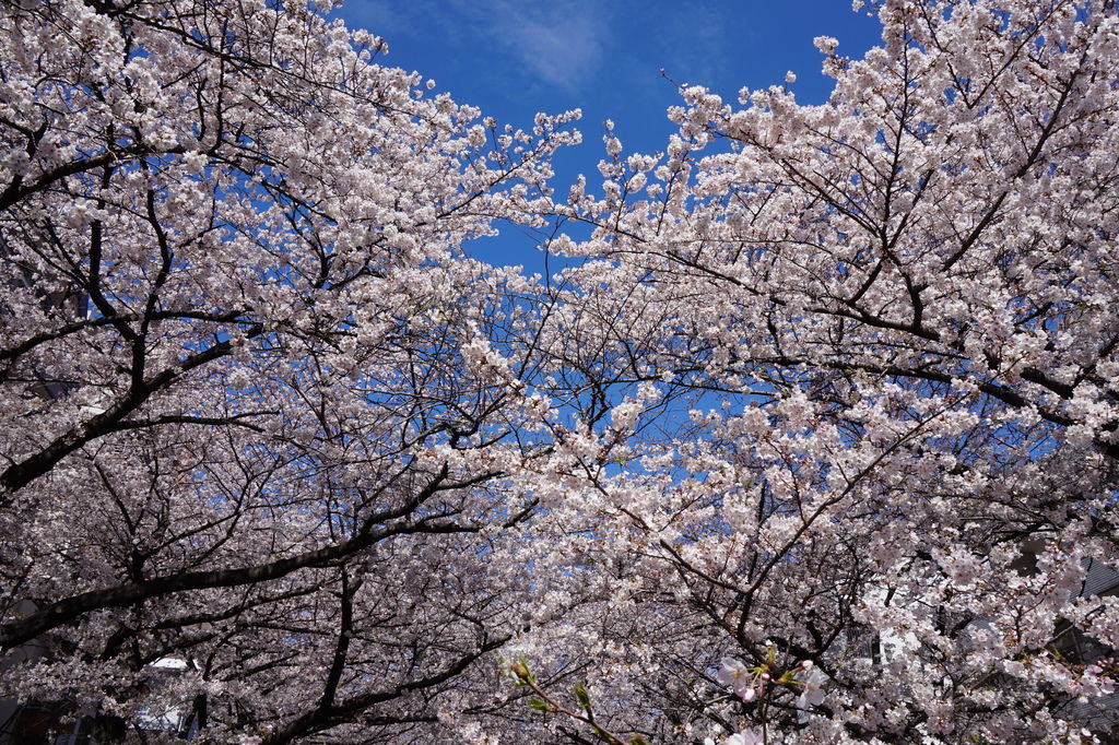 目黑川櫻花及藍天