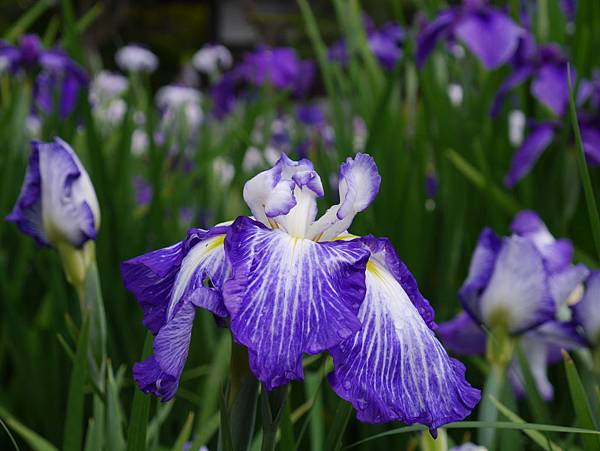 P1090849.JPG P1090849.JPG