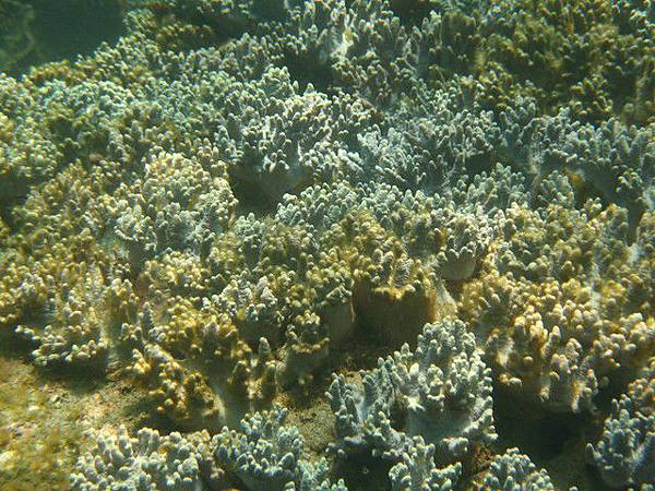 硬珊瑚遠景