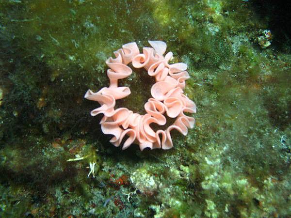 海蛞蝓的卵