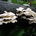 p1040387_8348741309_o.jpg