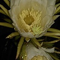 開花.jpg