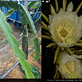 無刺火龍果樹與開花照片.png