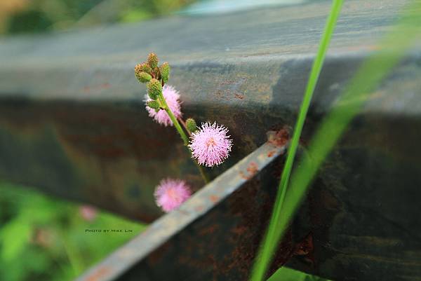 含羞草花