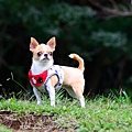 DSC_2907.jpg