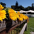 Wedding Sunflowers.jpg