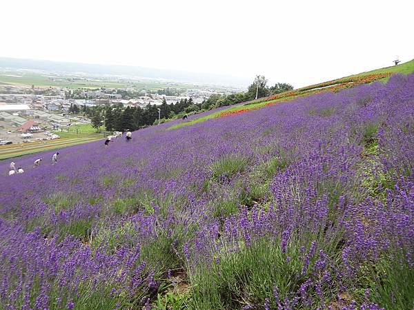 2012.7.16 北星山町營薰衣草田