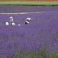 2012.7.16 北星山町營薰衣草田