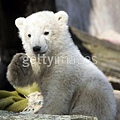 Berlin的BabyBear Knut