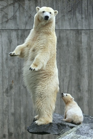 PolarBear-Wilbear-Mother-Corinna