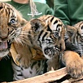 三隻小老虎