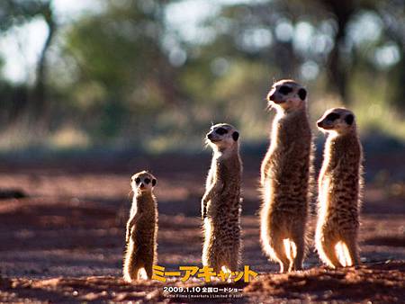 Meerkat-wp4_1.jpg