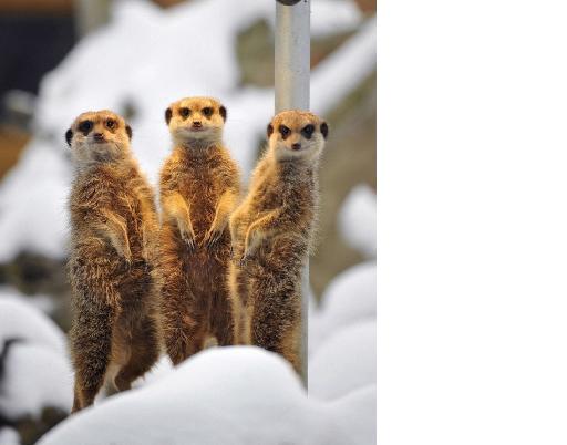 Meerkat-雪中取暖20100203.jpg