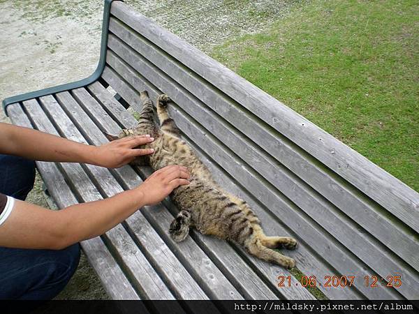 睡在板凳上的虎班貓 (7)(001).jpg