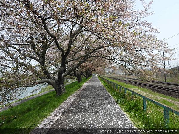 [2024東北賞櫻]白石川堤一目千本桜、麒麟啤酒工廠、三井O