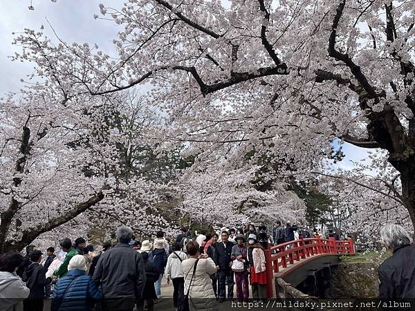 [2024東北賞櫻]仙台賞櫻去‧當地旅行團2日 弘前公園 