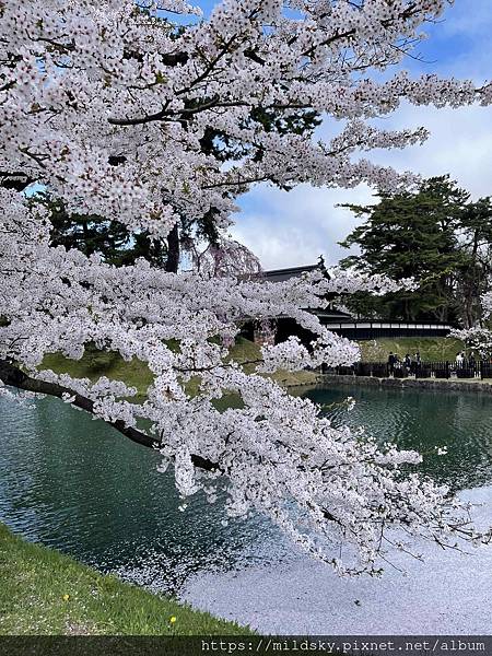 [2024東北賞櫻]日本當地賞櫻團、松島、仙台市區觀光之行程