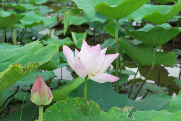 080706桃園蓮花季