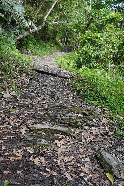 瓦拉米步道 (56)