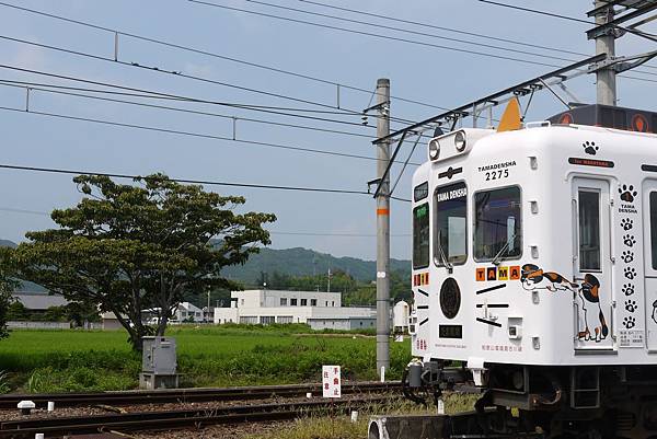 小玉貓電車