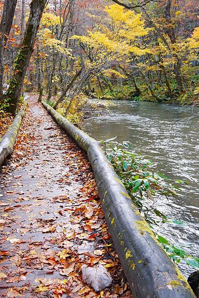 奧入瀨溪的秋天
