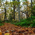 白神山地十二湖