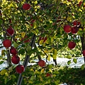 紅楓和蘋果