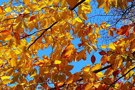 南田温泉蘋果園和紅楓