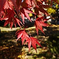 南田温泉蘋果園和紅楓