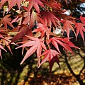 南田温泉蘋果園和紅楓