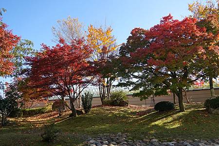 南田温泉蘋果園和紅楓