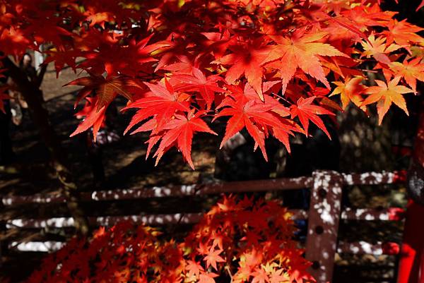 中野神社 (163)