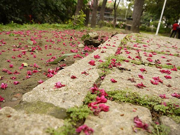 櫻花落