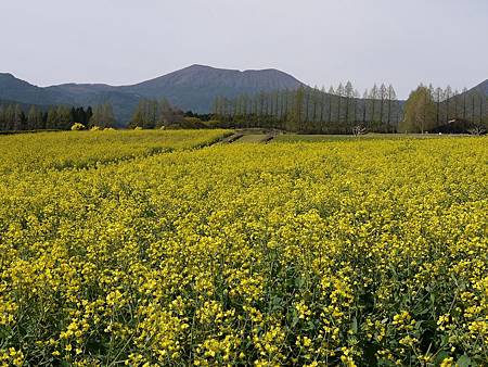 生駒高原 (85)