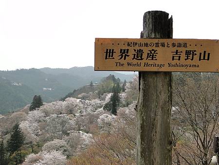 京都吉野山之櫻