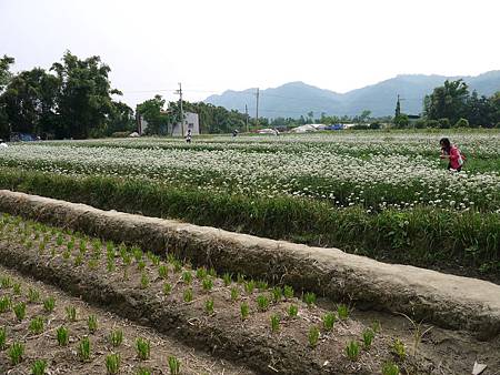 中新里九月雪花田(383)