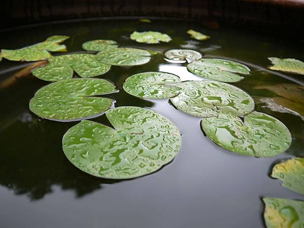 林家花園 (10)